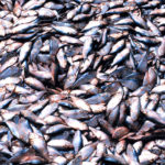 poissons
